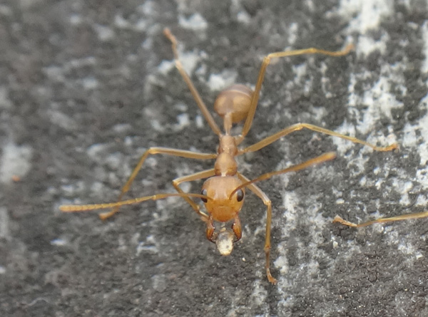 インドネシア皆既日食e